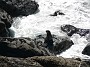 10.22- Un bebe otarie revient de la baignade